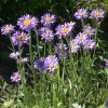 aster alpinus